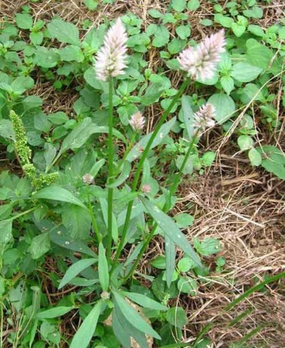 (青箱子百度百科)探寻青箱子的秘密:它背后隐藏的故事与无尽的可能性 (青箱子百度百科)探寻青箱子的秘密:它背后隐藏的故事与无尽的可能性