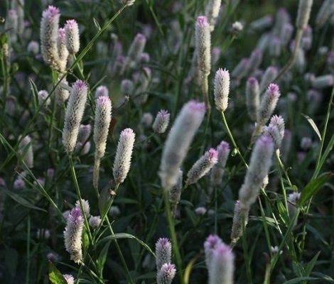 (青箱子百度百科)探寻青箱子的秘密:它背后隐藏的故事与无尽的可能性 (青箱子百度百科)探寻青箱子的秘密:它背后隐藏的故事与无尽的可能性