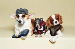 (宠物皮具)探索皮宠物的魅力:打造属于你的温馨宠物生活新体验 (宠物皮具)探索皮宠物的魅力:打造属于你的温馨宠物生活新体验