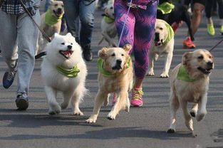 (宠物皮具)探索皮宠物的魅力:打造属于你的温馨宠物生活新体验 (宠物皮具)探索皮宠物的魅力:打造属于你的温馨宠物生活新体验