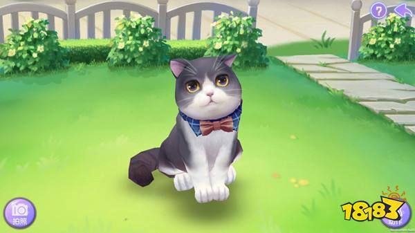 (喵喵乐园下载)探索喵喵岛的神秘所在：这片可爱的猫咪乐园究竟隐藏在哪里？