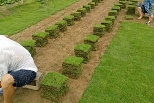 (草坪割草的目的)割草类是什么意思？了解一下这种草坪维护工具的种类和用途