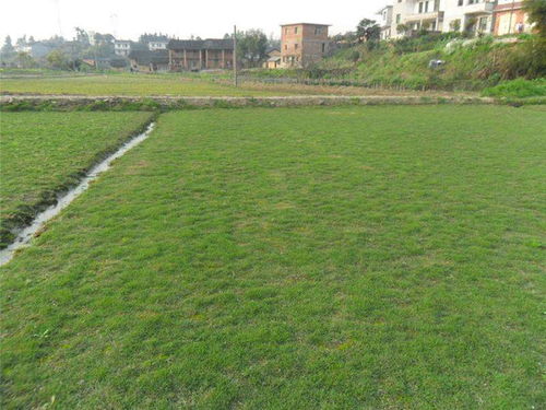 (草坪割草的目的)割草类是什么意思？了解一下这种草坪维护工具的种类和用途