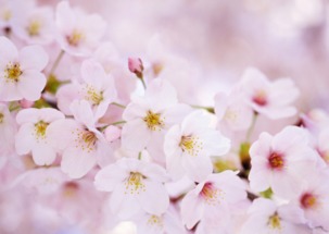 (樱花校园作2021弊菜单中文版)探秘樱花校园作弊菜单MOD正版下载: 终极破解学习利器 (樱花校园作2021弊菜单中文版)探秘樱花校园作弊菜单MOD正版下载: 终极破解学习利器