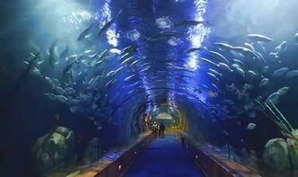 海底奇观:奥丘树海最强阵容全揭秘 海底奇观:奥丘树海最强阵容全揭秘