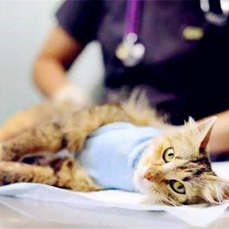 (遇见你的猫百度百科)遇见你的猫官方版：探索与猫相遇的奇妙世界