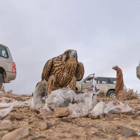(神之猎场最新版下载)神之猎场兽：探秘神秘生物与狩猎技巧的奇幻旅程