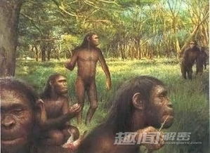 (猿猴进化人类图)漫步人类进化之路:探索猿猴进化游戏的神秘世界 (猿猴进化人类图)漫步人类进化之路:探索猿猴进化游戏的神秘世界