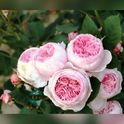 探秘刺激巅峰战场：挑战极限，征战未来，勇者披荆斩棘，决战荣耀！