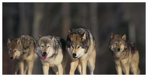 (嗜血狼群图片)嗜血狼王：狼群中的霸气代号