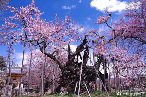 樱花校园模拟器正版：体验最真实的高中生活，快来感受樱花树下的浪漫情怀