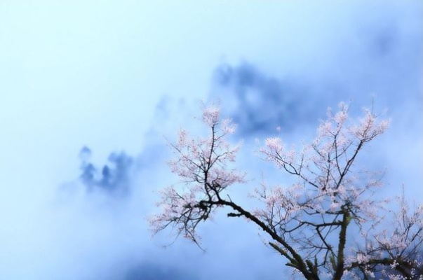 (入梦云水间一步一树白啥意思)入梦水云间，探寻古老传说的奥秘和神秘之地