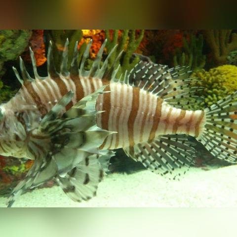 体验海底世界好去处：一游水族馆乐园无限金币无限钻石，尽享精彩海洋生物与热门游戏无限挑战