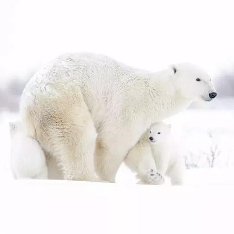 (霸主指的是)一个人被称为霸主意味着他统治着一切，威风凛凛，权力无边。