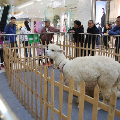 (天天爱萌宠无限金币钻石版)探秘天天爱萌宠神兽攻略：如何培养最强神兽与萌宠？