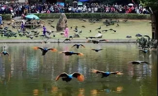 (七彩海巢欢乐世界医务人员免门票吗)七彩海巢狂欢动物城电话：欢乐多彩的海底乐园等你来探索！