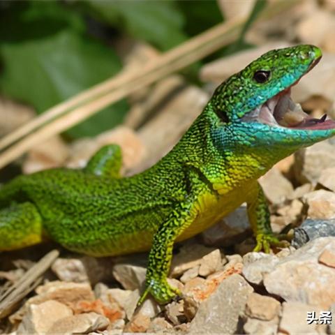 血色使命攻略：小蜥蜴在哪？怎么击败它？详细攻略指南大揭秘！