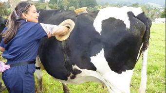 寻找奶牛镇的时光听诊器:解密农村奇迹与农民科技智慧之力的神秘之物 寻找奶牛镇的时光听诊器:解密农村奇迹与农民科技智慧之力的神秘之物