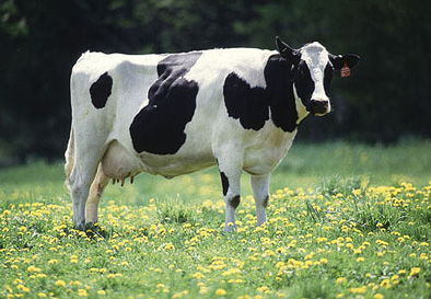 寻找奶牛镇的时光听诊器:解密农村奇迹与农民科技智慧之力的神秘之物 寻找奶牛镇的时光听诊器:解密农村奇迹与农民科技智慧之力的神秘之物