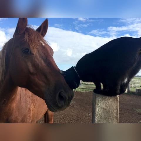 探讨猫咪农场模拟经营游戏名字及其设计理念: 捉猫乐园——你的猫咪农场模拟经营之路