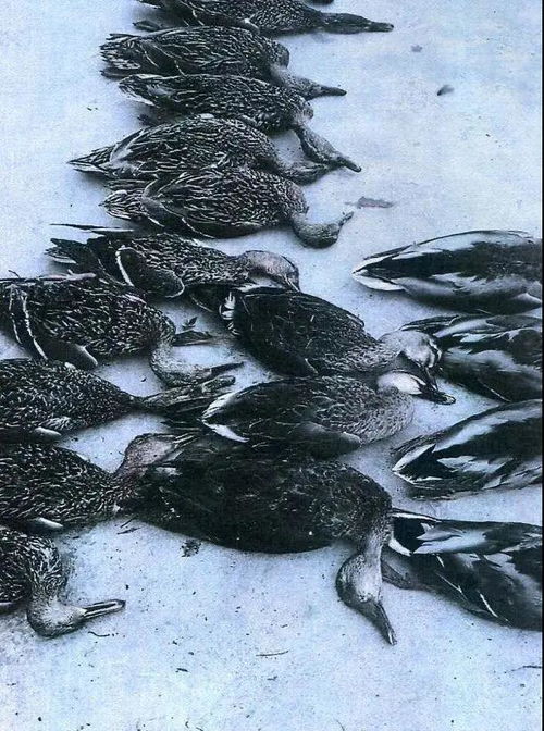 律师称毒杀宠物可判有期徒刑：法律专家表示动物保护应加强，严惩虐待者