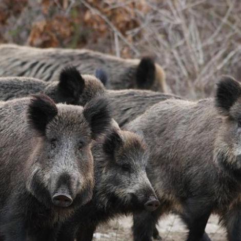 猪突突猛进：在竞争激烈的市场中如何实现企业快速发展的战略探索