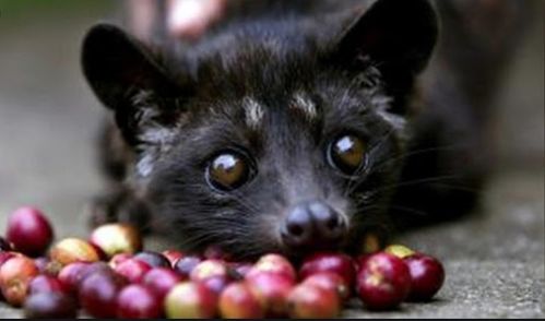 我家猫开的修仙中心学员任务：详解各级学员修炼历程中的挑战与收获