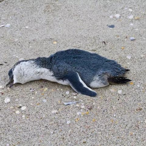 (暴风雪即将来临请尽快寻找房屋)危机之后暴风雪:如何在困境中重新寻找希望与力量的故事 (暴风雪即将来临请尽快寻找房屋)危机之后暴风雪:如何在困境中重新寻找希望与力量的故事