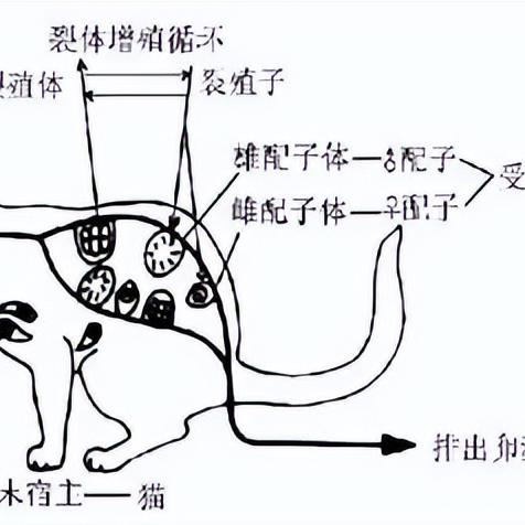 深度挖掘:我推不动啦游戏攻略2-12的秘密技巧,解析完美通关之道 深度挖掘:我推不动啦游戏攻略2-12的秘密技巧,解析完美通关之道