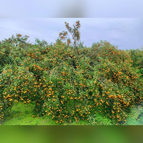 (丰收农场游戏)探索你的独特农场生活体验,手机版带你享受丰收乐趣 (丰收农场游戏)探索你的独特农场生活体验,手机版带你享受丰收乐趣