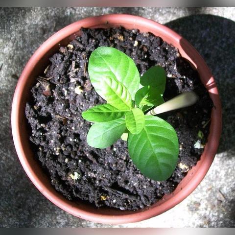 (净化空气的盆栽)享受清新空气：种在家中的净化空气最好的花盆花。