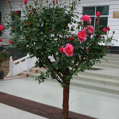 (净化空气的盆栽)享受清新空气：种在家中的净化空气最好的花盆花。