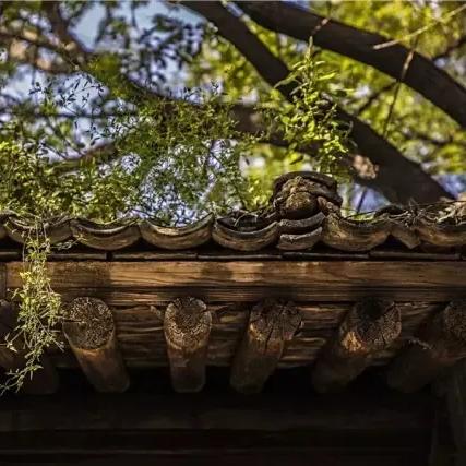 (《雨落长安》)雨落长安，唤醒沉睡中的古城风韵