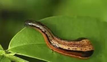 (蚂蟥袭击)猎魔群英：勇士们如何应对蚂蟥叮咬危机的惊险片段与感悟