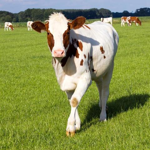 (模拟农场20地图下载)挑战高山地形，探索新视野：模拟农场20高山地图魔揭秘