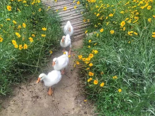 探秘桃源深处幽静人家：独特菊花育种配方揭秘及其生态农业发展影响