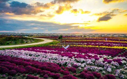 探秘桃源深处幽静人家:独特菊花育种配方揭秘及其生态农业发展影响 探秘桃源深处幽静人家:独特菊花育种配方揭秘及其生态农业发展影响