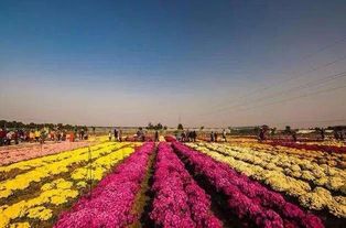 探秘桃源深处幽静人家:独特菊花育种配方揭秘及其生态农业发展影响 探秘桃源深处幽静人家:独特菊花育种配方揭秘及其生态农业发展影响