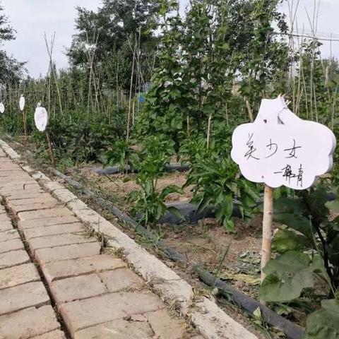 (种菜游戏推荐)“种菜建家园的游戏：打造自己的绿色乐园，享受农耕乐趣”