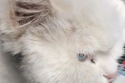 桶桶说萌宠：一窥可爱宠物的日常生活和趣事分享