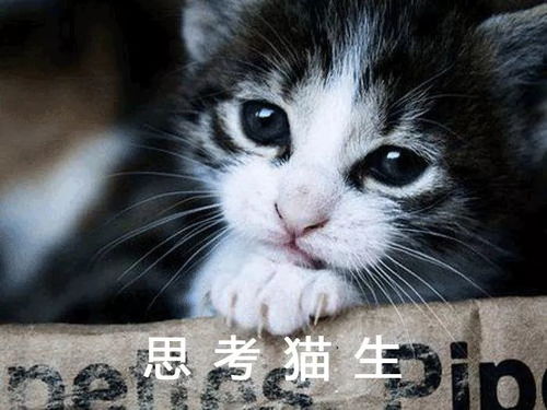 桶桶说萌宠：一窥可爱宠物的日常生活和趣事分享