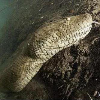 (中国古代神话故事里的鲤鱼跳龙门)跳跃吧！鲤鱼王：揭示中国古代神话中龙的象征意义和文化渊源