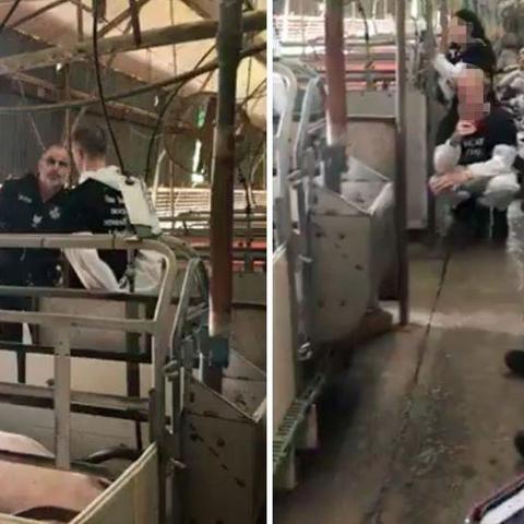 阳光养猪场红包版免广告玩法揭秘，让你轻松赚取现金红包的秘密