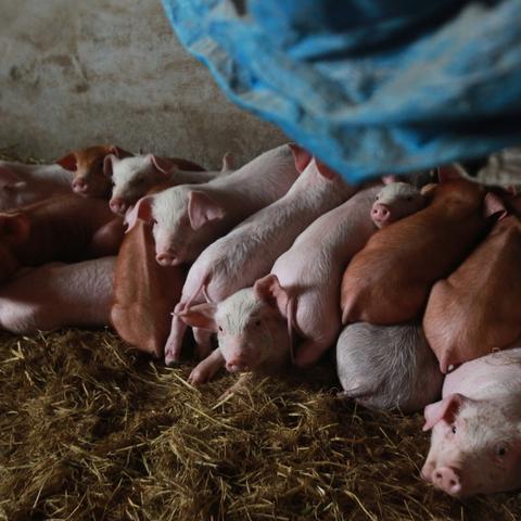 阳光养猪场红包版免广告玩法揭秘，让你轻松赚取现金红包的秘密