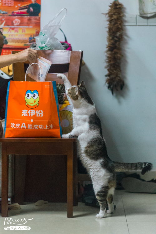 我家猫开的修仙中心：揭秘无限鱼干的神奇秘密与背后的万界修真奇遇