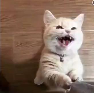 我家猫开的修仙中心：揭秘无限鱼干的神奇秘密与背后的万界修真奇遇