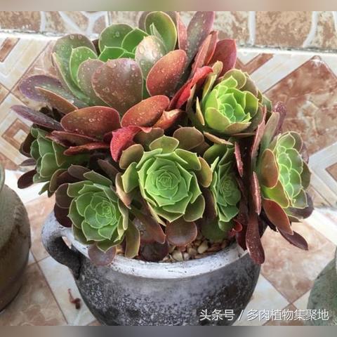 (适合室内光照少的植物)最适合低光环境的10种大型室内植物，它们的生长力超乎想象
